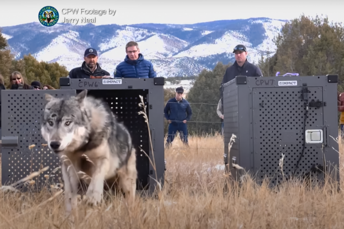 The 2023 Colorado wolf release; (photo/CPW)