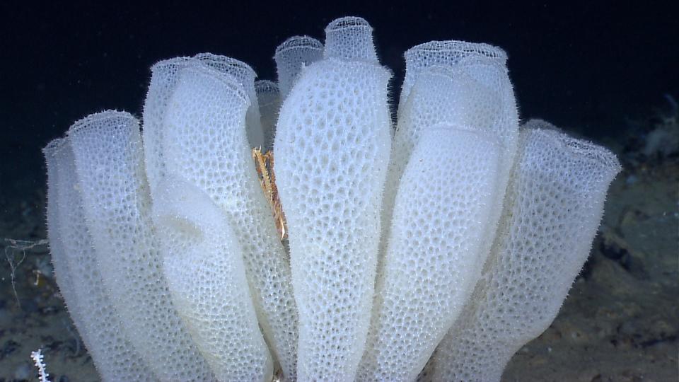 A group of Venus flower basket glass sponges (Euplectella aspergillum) with a squat lobster in the middle at the floor of the Gulf of Mexico.