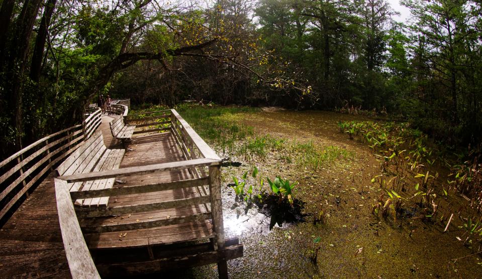 A 2.25 mile boardwalk meanders through Audubon Corkscrew Swamp Sanctuary in Collier County on Monday, March 4, 2024. The swamp is celebrating its 70 year anniversary this year.