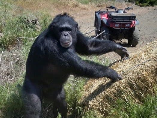 Chimpanzee Buck turned on his owners at the Buck Brogoitti Animal Rescue in Oregon (Facebook / Buck Brogoitti Animal Rescue)