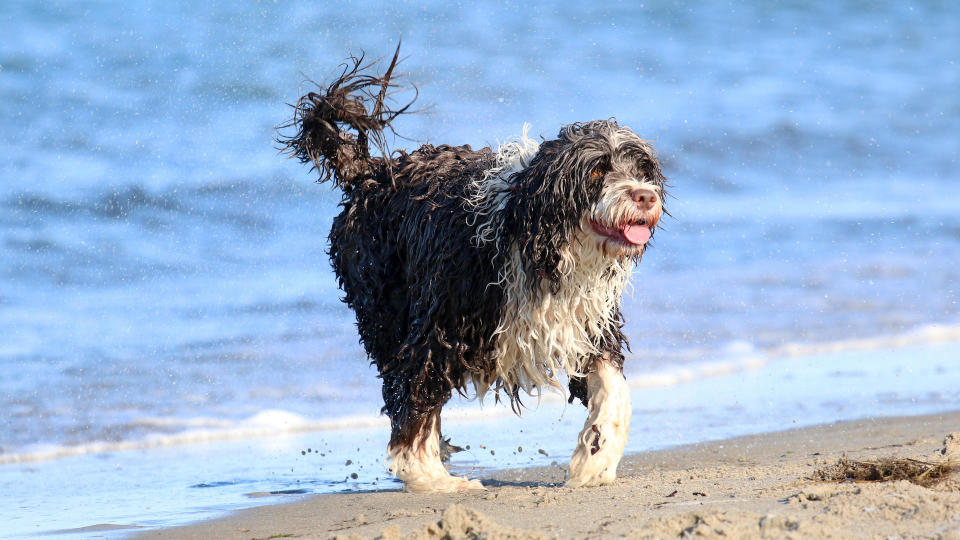 Portuguese water dog on beach