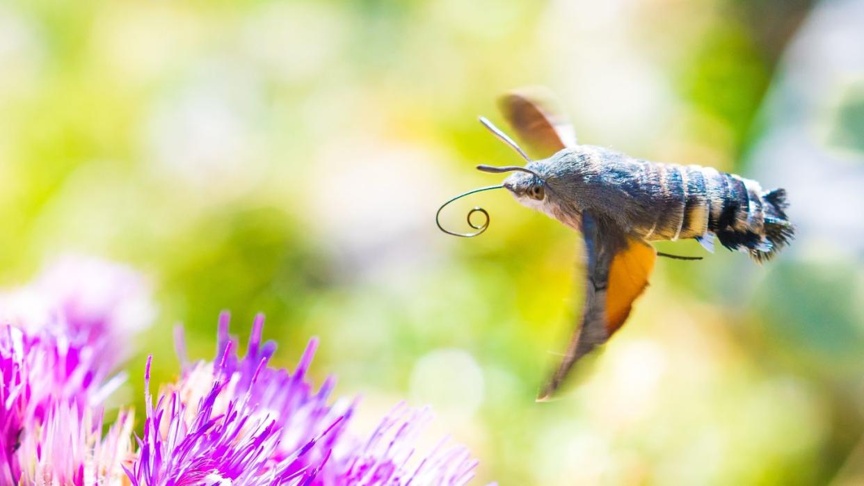 Nicht nur Vögel, auch Insekten ziehen auf der Flucht vor dem Winter in den warmen Süden. (Bild: dpa)