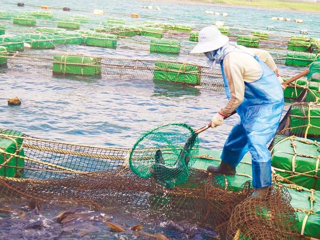 澎湖嚴陣以待防寒害，開放箱網養殖移至外海深水區避寒流。（陳可文攝）