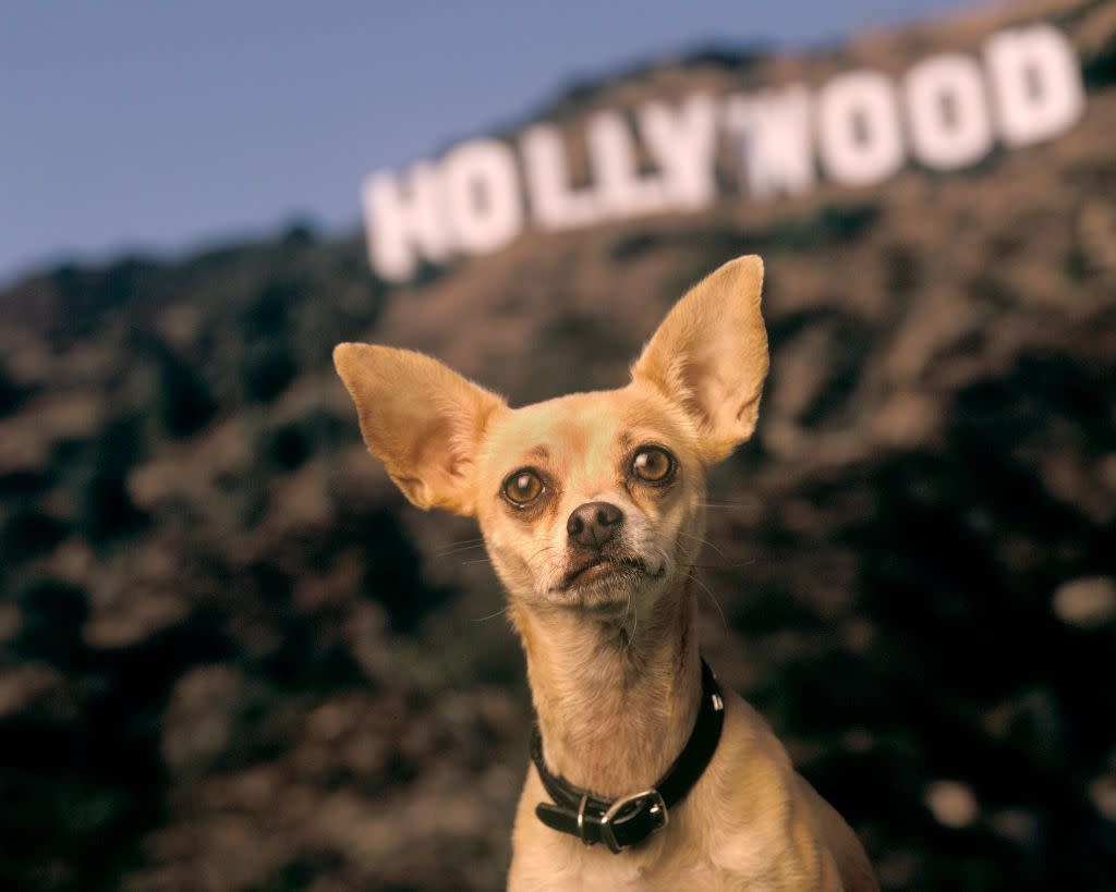 Gidget the Taco Bell dog poses against a backdrop of the famed Hollywood sign during a photo session in October 1998.