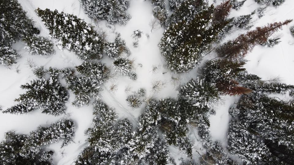 Snow on and around the trees in Big Cottonwood Canyon on Monday, Feb. 27, 2023. | Scott G Winterton, Deseret News