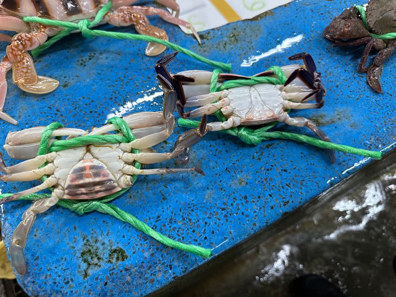 ▲螃蟹的腹甲呈現半圓形為母蟹(左)，公蟹呈尖長形(右)。（圖／記者周淑萍攝）
