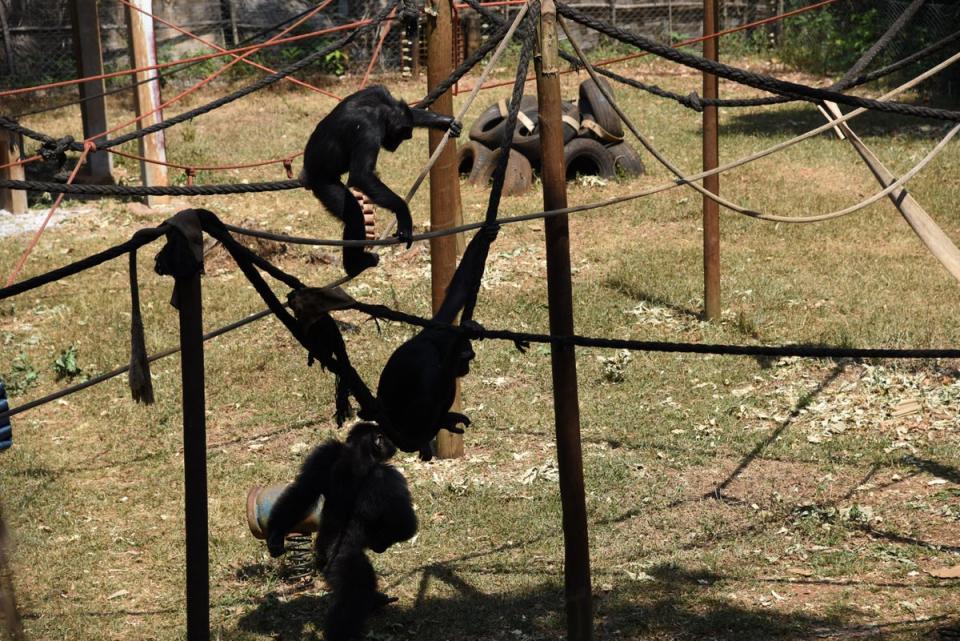 Chimps in their enclosure at Tacugama Chimpanzee Sanctuary (Radhika Aligh)