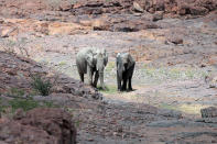 <p>Two elephants are seen moving through a dry riverbed in the Palmwag concession while searching for food. The elephants were part of a herd that moved across the riverbed eating vegetation and posing for hundreds of photos. (Photo: Gordon Donovan/Yahoo News) </p>