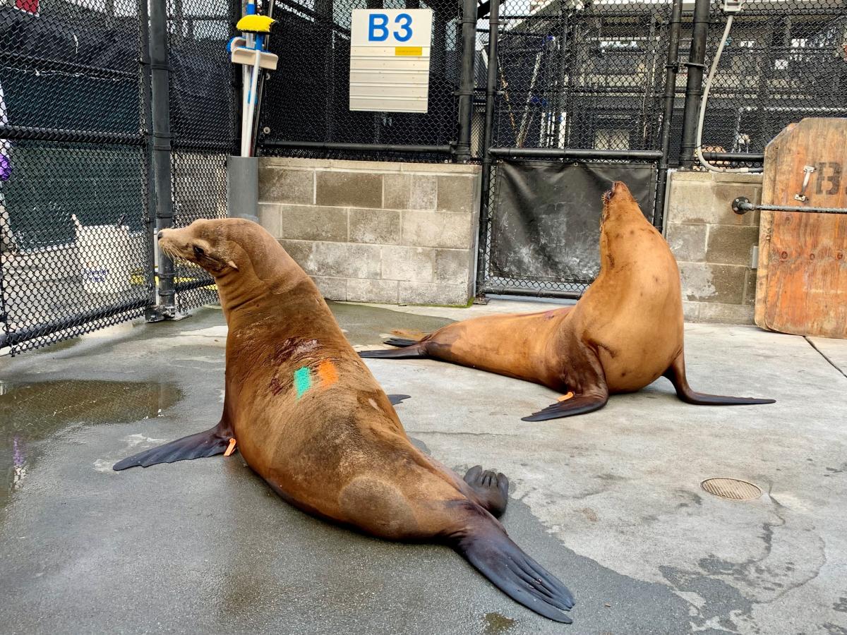 Dozens of sea lions in California sick with domoic acid poisoning: Are