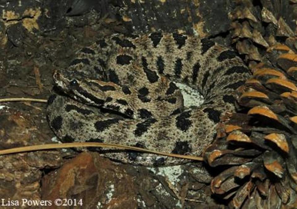 A photo of a Pygmy Rattlesnake, retrieved from kysnakes.ca.uky.edu/venomous. Photo courtesy of the University of Kentucky’s Department of Forestry.