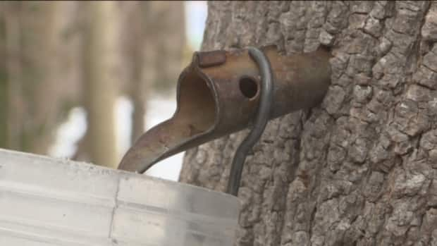 This spring could bring ideal weather for maple syrup producers, says Phillips.