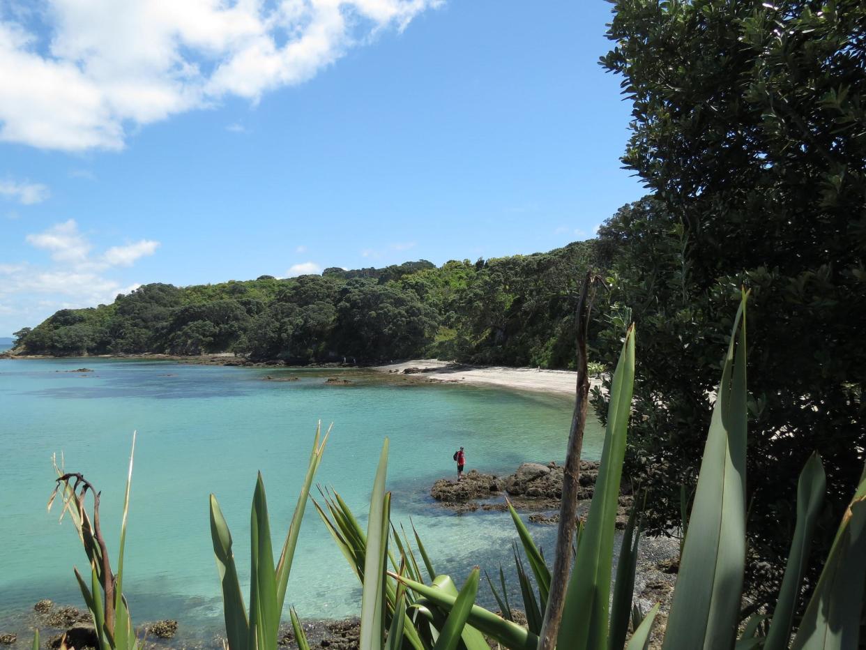 Tiritiri Matangi's beaches (like Hobbs Beach, seen here) is a wildlife haven: Department of Conservation/Flickr