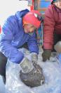 More than 38,000 meteorites have been found in Antarctica, but only 30 bigger than 40 pounds (18 kg). The big meteorite found in Antarctica is an ordinary chondrite. (Photo courtesy of International Polar Foundation) <br> <br> <a href="http://www.livescience.com/27550-big-meteorite-found-antarctica.html" rel="nofollow noopener" target="_blank" data-ylk="slk:Click here to see the full collection at LiveScience.com;elm:context_link;itc:0;sec:content-canvas" class="link ">Click here to see the full collection at LiveScience.com</a>