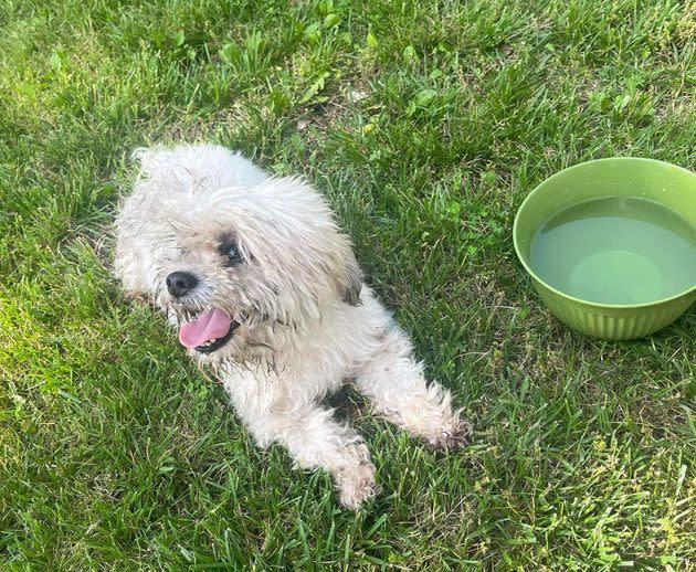 Teddy was filmed being shot twice by the officer after a woman said she found him lost in her backyard and requested help locating his owner. 