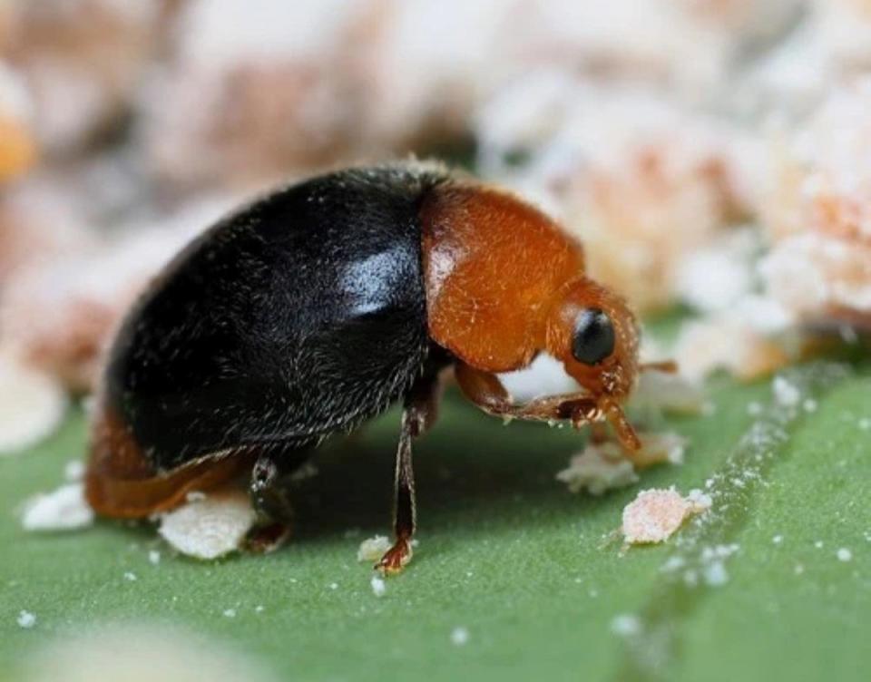 Black ladybug eating a mealybug.