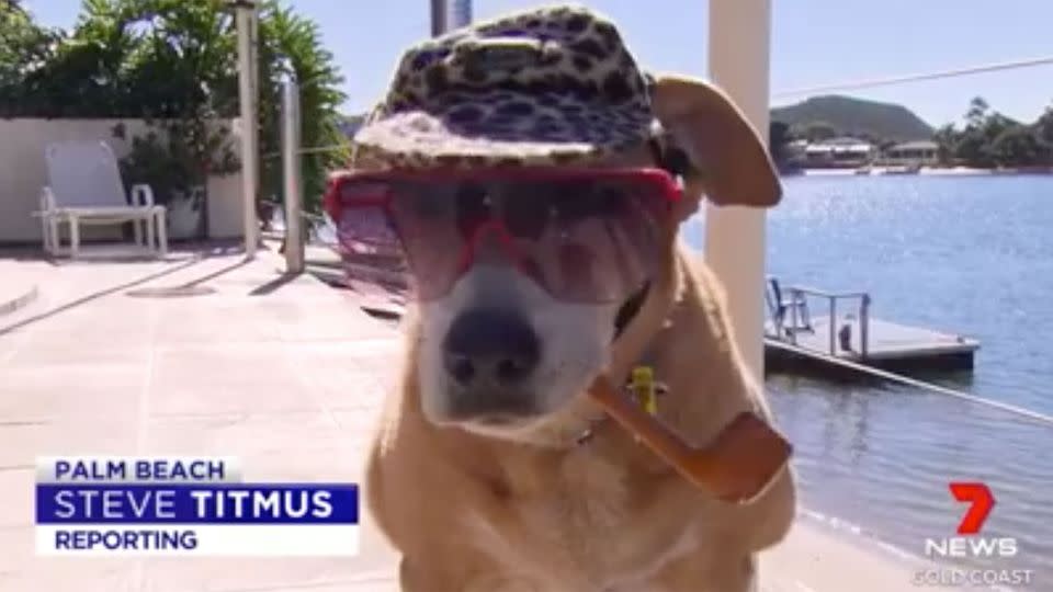 Bob the dog is set to become a local celebrity with his cap-wearing and pipe smoking antics. Source: 7 News