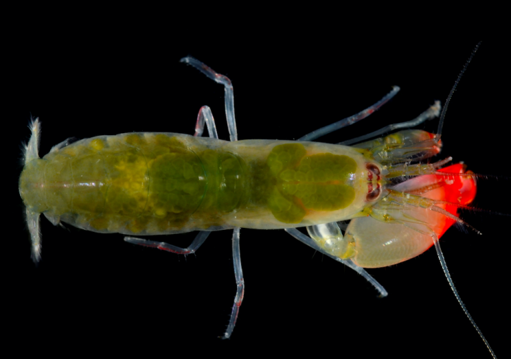 Pistol shrimps have the ability to generate a huge amount of volume (PA)