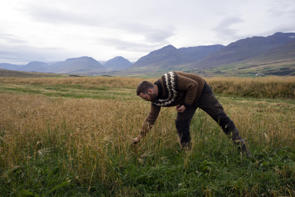 Farmer Hermann Gunnarsson pulls a sample from one of his fields as he gathers his largest harvest of barley in thirty years in Eyja Fjord, northern Iceland Saturday, Sept. 18, 2021. (AP Photo/Egill Bjarnason)