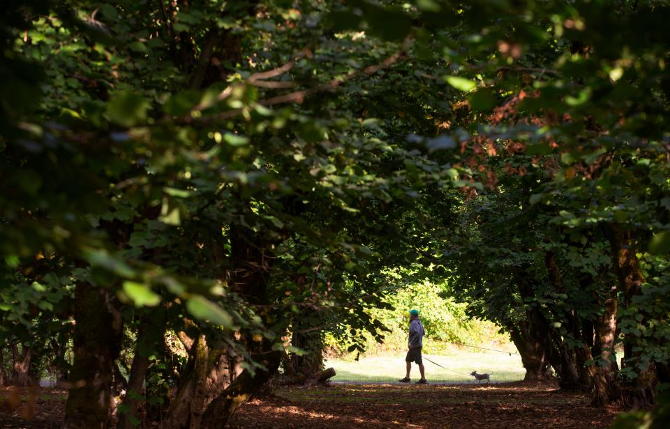 A visitor to Dorris Ranch in Springfield walks their dog past a filbert orchard on the park grounds.