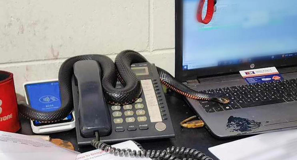 Red-bellied black snakes slithering on top of desk in office. 