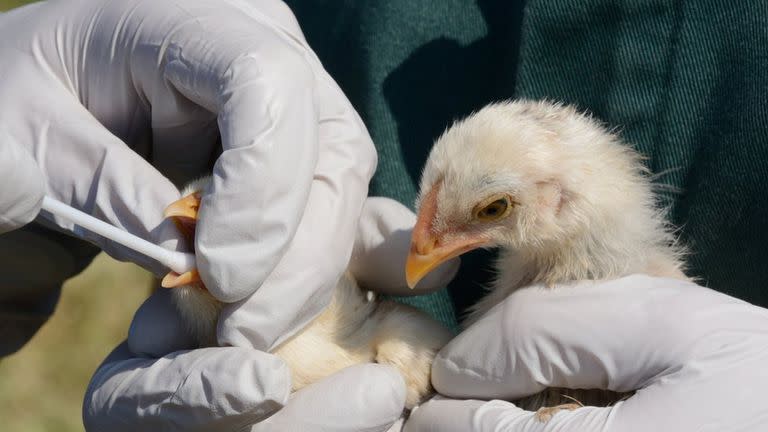 La gripe aviar puede resultar mortal para los humanos.