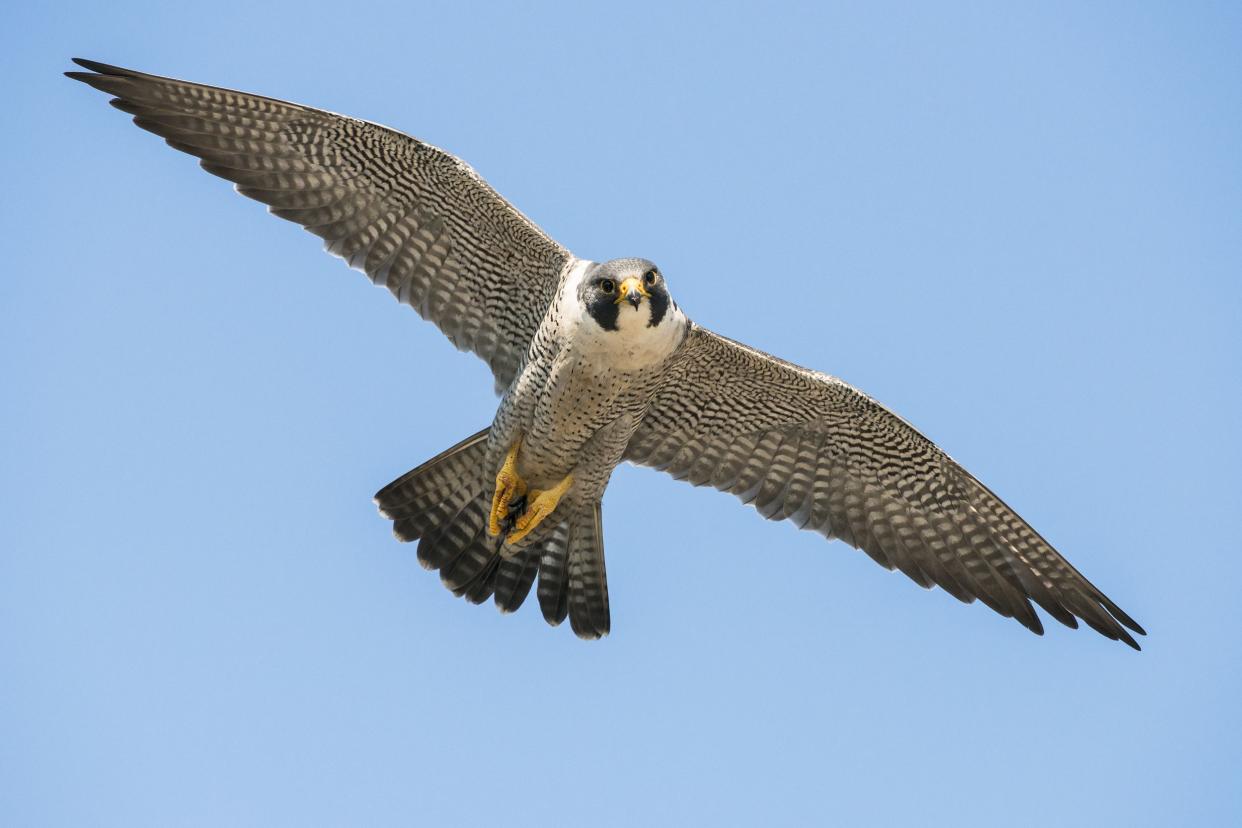 Peregrine Falcon flying, Acadia National Park