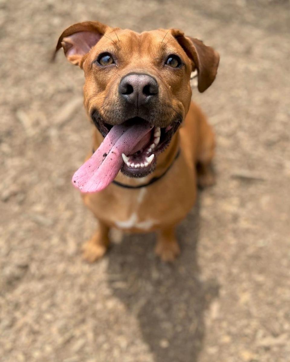 The time to foster an animal from the Bloomington Animal Shelter is now. Shelters are overflowing this summer and volunteering to be a temporary foster can provide much needed relief to the staff and the animals. Save a life and become a foster.