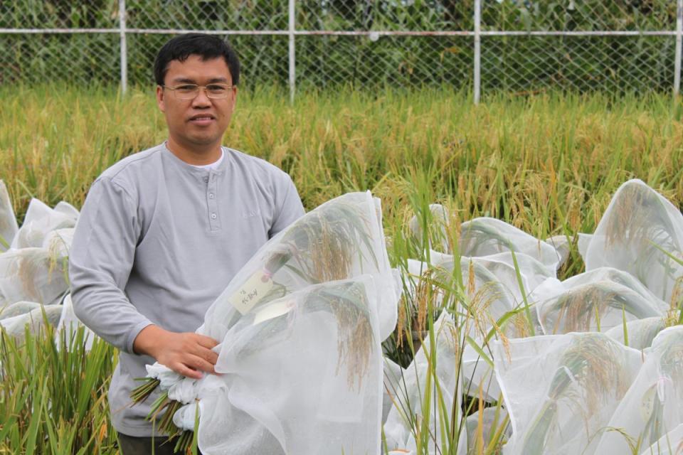 Antonio Alfonso harvesting golden rice