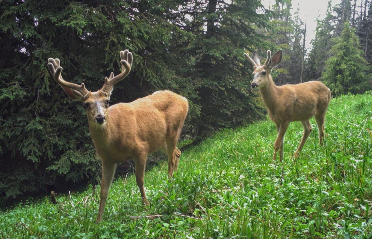 A pair of male mule deer captured by camera trap in Cathedral Provincial Park, B.C. (UBC WildCo), Author provided