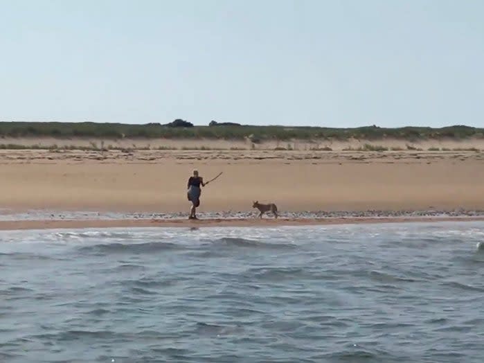 Marcy Sterlis swings a stick at a coyote menacing her on a Massachusetts beach. (screengrab)