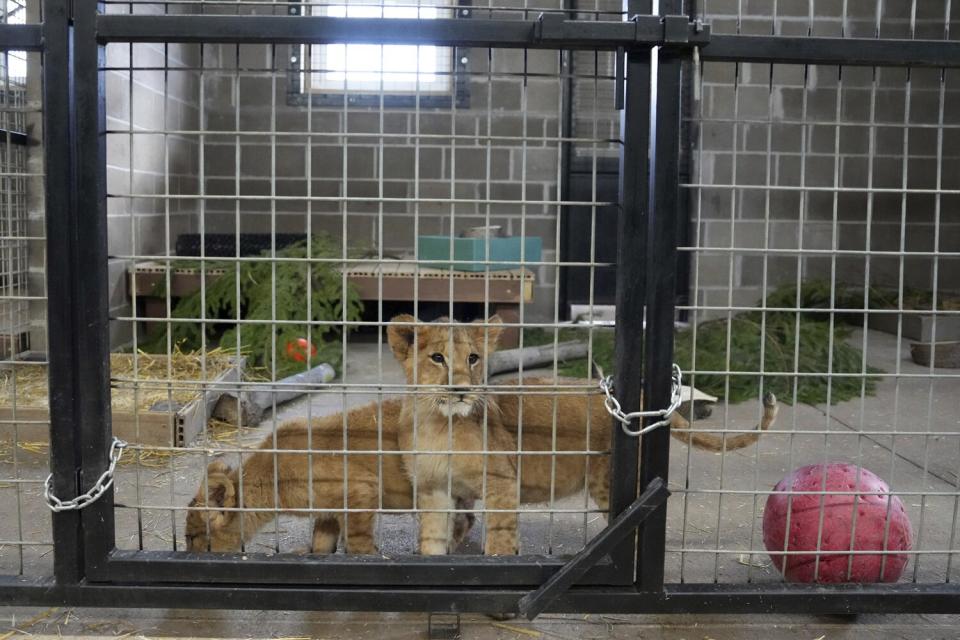 Lion cubs who were rescued from the war in Ukraine by the International Fund for Animal Welfare, adjust to their new home at The Wildcat Sanctuary