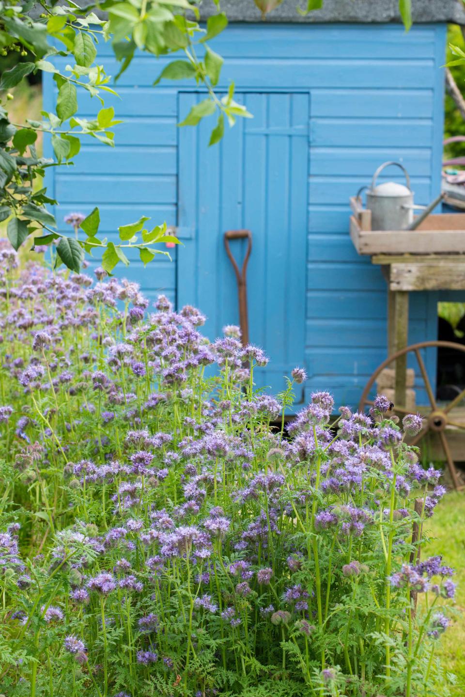 <p> A shed can be a real focal point in a garden, so making sure it looks great will give your space a new lease of life, as says the experts at NetVoucherCodes.co.uk. </p> <p> Giving it a new lick of paint is a brilliant way to while away a sunny weekend, and will help to protect it from the elements for longer. Simply sand it down and then paint it in your favorite shade &#x2013; we adore this calming blue hue. Seeing as you&apos;ll only need to buy the paint and the brushes (or rollers), it&apos;s a pretty affordable update to make, so a great addition to your budget backyard ideas. You&apos;ll find everything you need to know in our guide on how to paint a shed. </p>