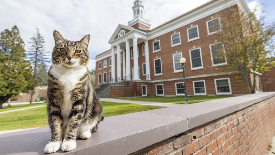 Max the cat at Vermont State University in Castleton. - Rob Franklin/Vermont State University