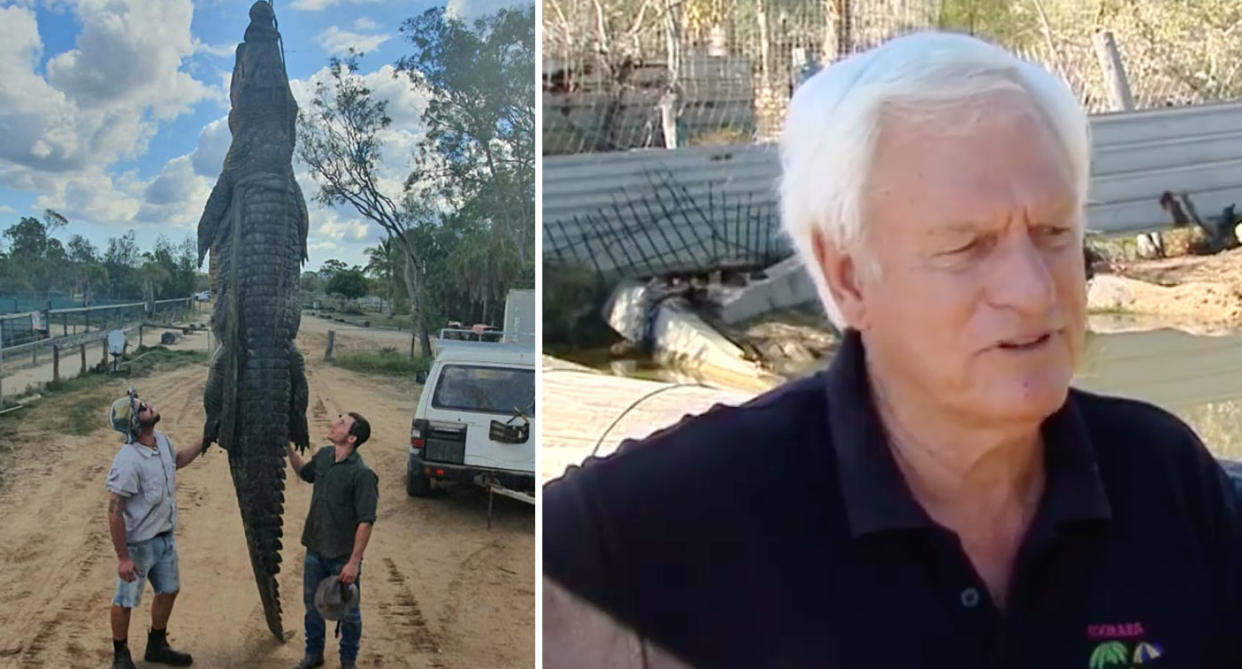 MJ the croc, from Queensland, is shown after dying, with workers finding a metal plate in his stomach.