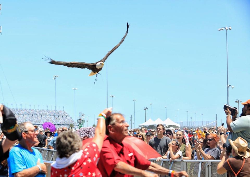 An American bald eagle thrills the crowd at the Heroes Honor Festival at Daytona International Speedway in Daytona Beach on Saturday.