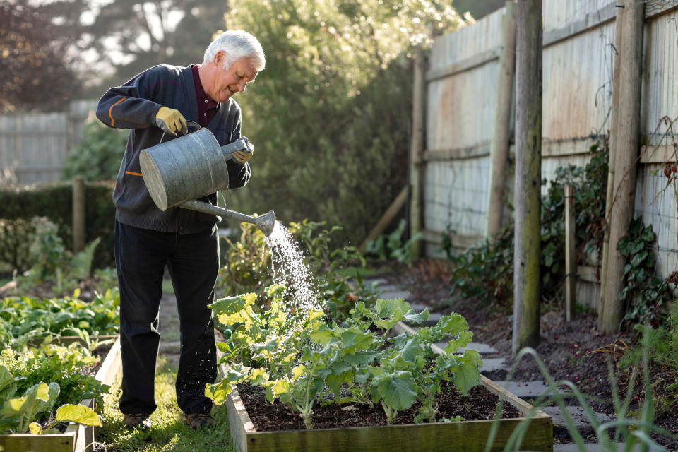 Senior man watering vegetables in his garden