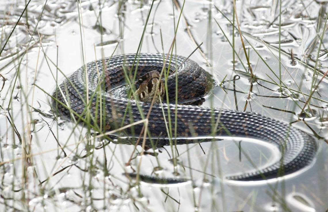 A cottonmouth snake curls up on the surface of a pond. File photo