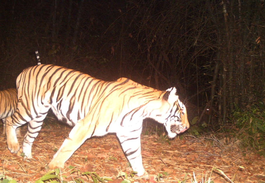 TIGER IN WEST-THAILAND