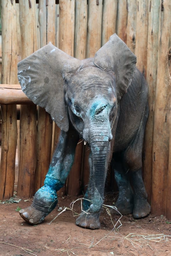 World Elephant Day: Baby rescued after horrific poaching attack