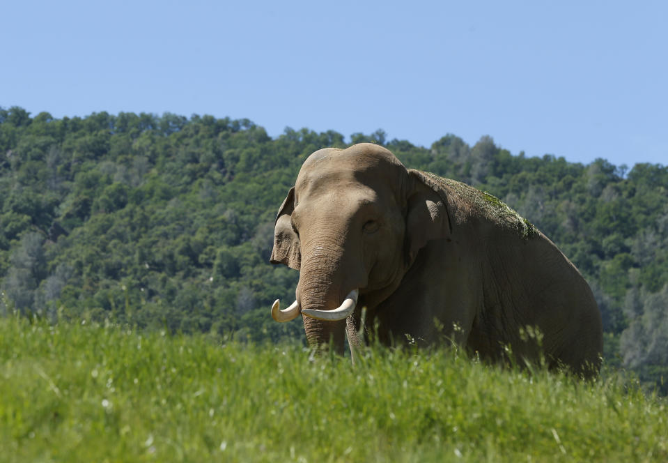 In this Friday April 26, 2019 photo Prince, an Asian elephant, roams through the Performing Animals Welfare Society's ARK 2000 Sanctuary near San Andreas, Calif. The more than 2,000 acre sanctuary was built more than a decade ago to provide a more natural environment to animals that have spent years displayed at zoo's or forced to perform at circuses.(AP Photo/Rich Pedroncelli)