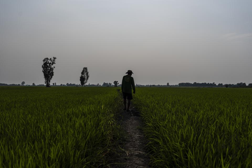 A worker surveys Vo Van Van's rice fields after spraying fertilizer over the fields using a drone in Long An province in southern Vietnam's Mekong Delta, Tuesday, Jan. 23, 2024. Using less water and using a drone to fertilize are new techniques that Van is trying and Vietnam hopes will help solve a paradox at the heart of growing rice: The finicky crop isn't just vulnerable to climate change but also contributes uniquely to it. (AP Photo/Jae C. Hong)