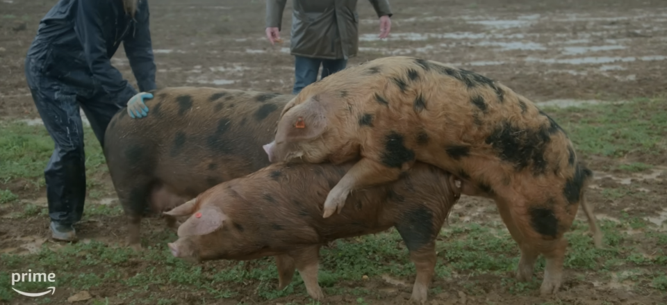 They get pigs and piglets on Clarkson's Farm. (Prime screengrab)