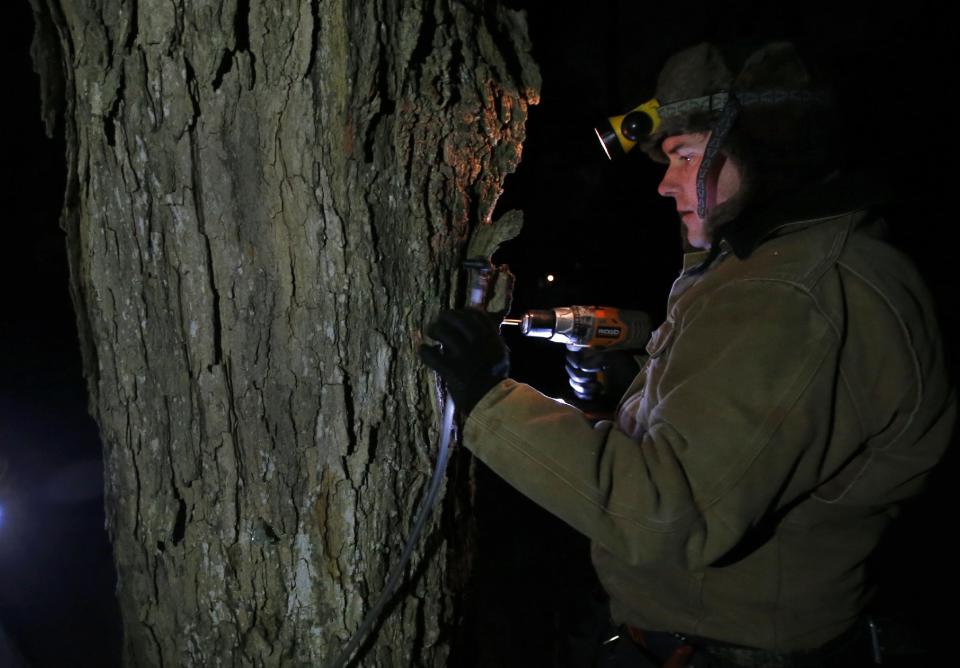 In this March 9, 2014 photo, Turtle Lane Maple farmer Paul Boulanger taps a maple tree by headlamp Sunday evening in North Andover, Mass. Maple syrup season is finally under way in Massachusetts after getting off to a slow start because of unusually cold weather. (AP Photo/Elise Amendola)