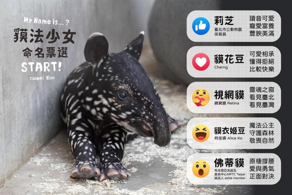 「貘花豆」一路領先，最終也順利以14萬票獲勝。（翻攝Taipei Zoo 臺北市立動物園臉書）