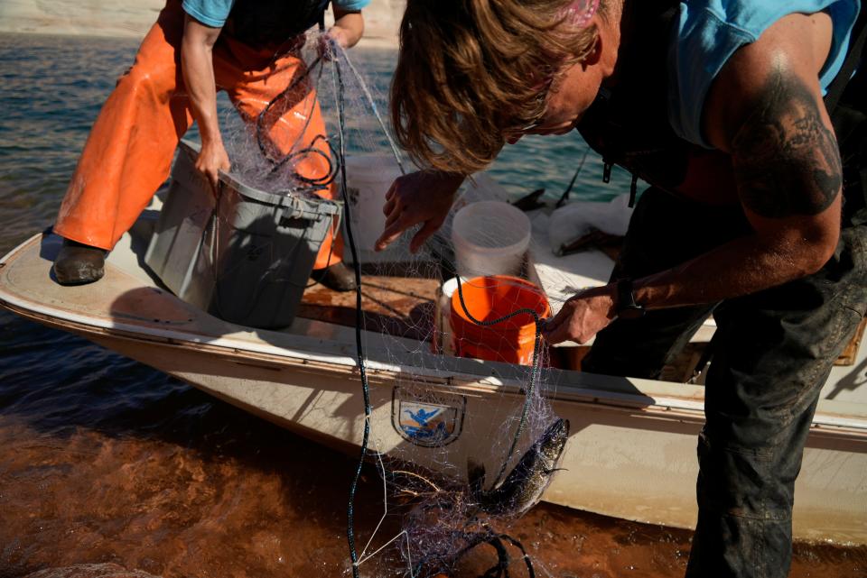 A Utah State University research team pulls in a walleye in a gillnet along a shallow shoreline at Lake Powell on June 7, 2022, in Page, Ariz. They are on a mission to save the humpback chub, an ancient fish under assault from nonnative predators in the Colorado River.