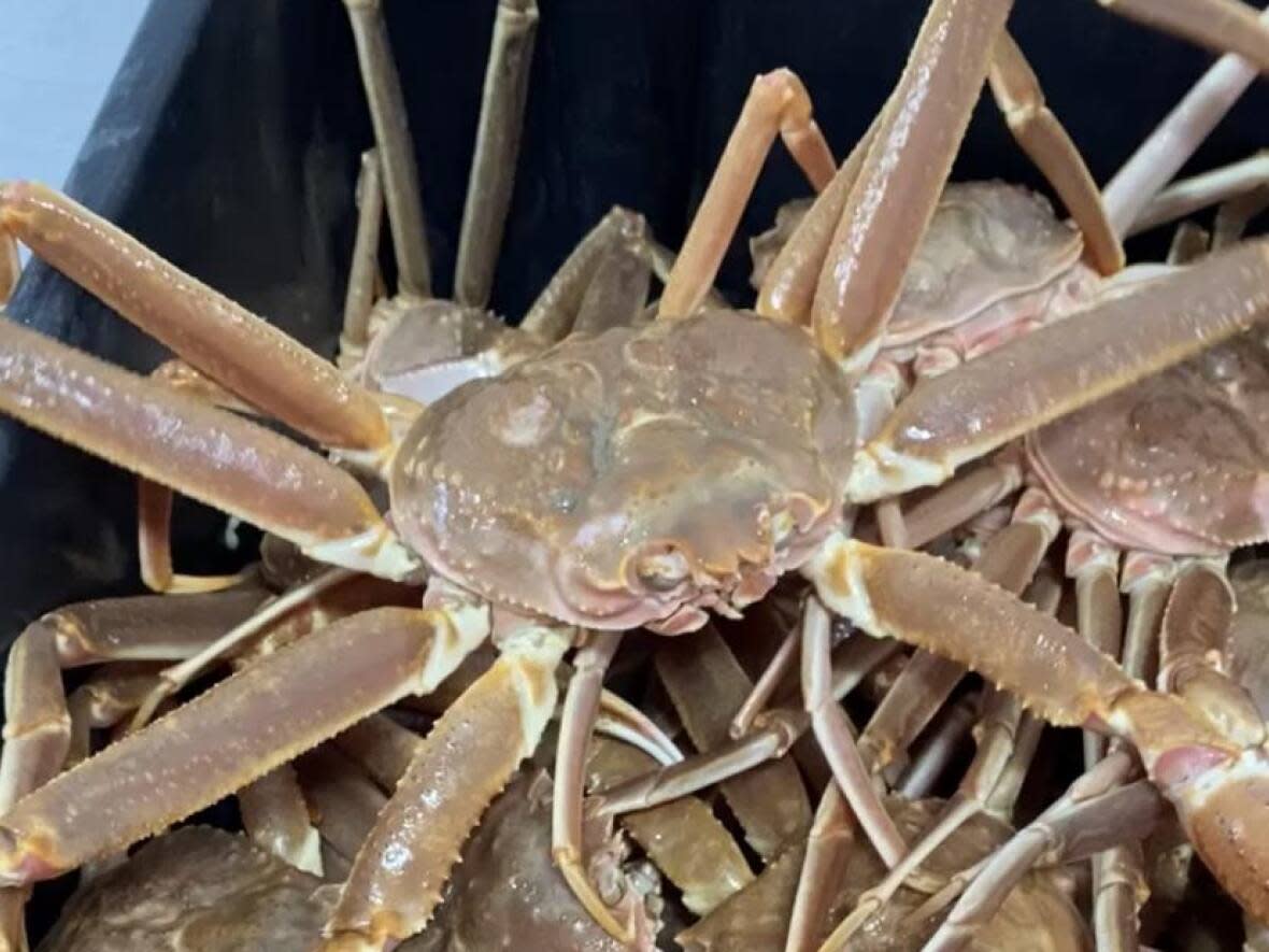 Two Newfoundland fish plants have been awarded licences to process snow crab this year. (Submitted by Riley Campbell - image credit)