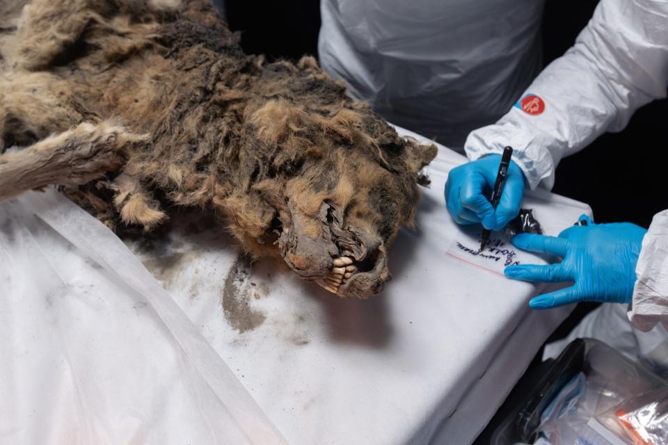 mummified wolf on a table near the head, with matted fur and full teeth showing, with someone wearing protective gear and gloves writing a note next to him