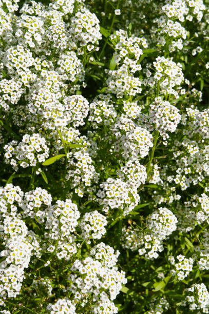 lobularia maritima silver stream many white flowers vertcial