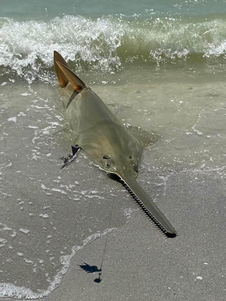 Kevin Butcher caught this sawtooth fish while fishing on Sanibel Island on Sept. 9, 2023. He returned it to the Gulf of Mexico.