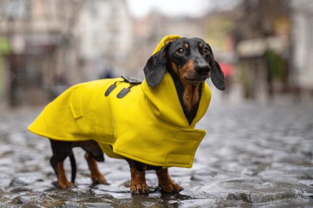 manteau jaune pour chien